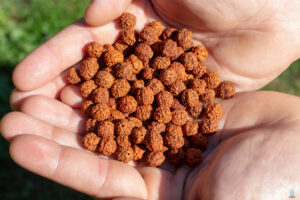 Why Rudraksha Is Gaining Popularity Among Wellness Seekers Worldwide
