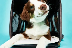 dog sling carriers