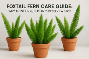 Foxtail Fern