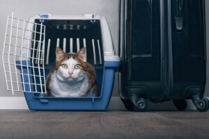 pet transport india
