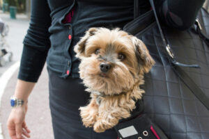 purse for puppy