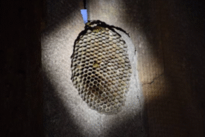 Role of Light and Shade in Bee Nesting