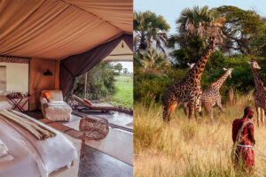 Tanzanian Safari