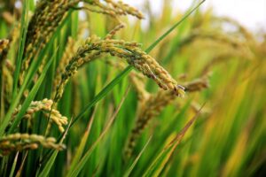Best Basmati Rice in UAE