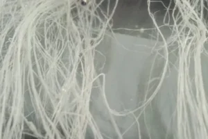 White Filaments