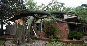 Emergency Tree Removal